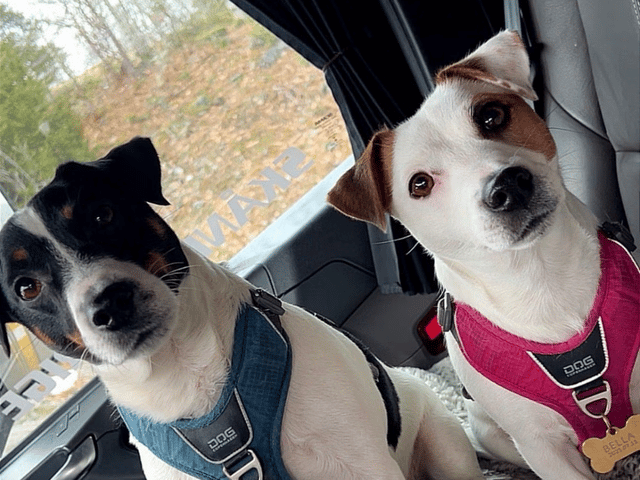 Jack Russell terrier · åstorp · Dzenita R.