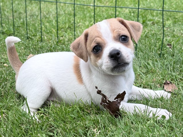 Dansk-svensk gårdhund
