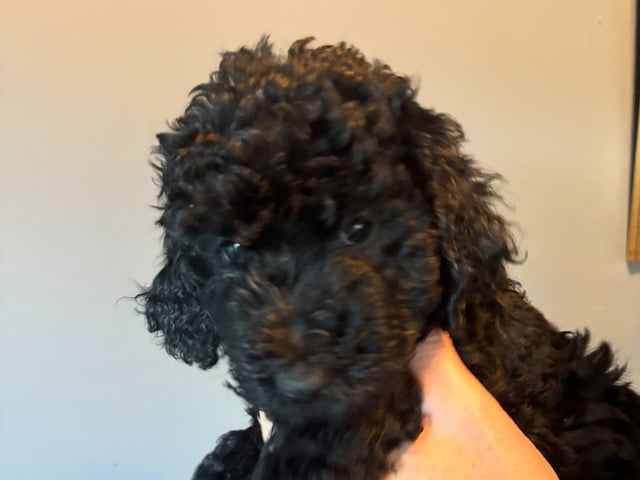 Goldendoodle