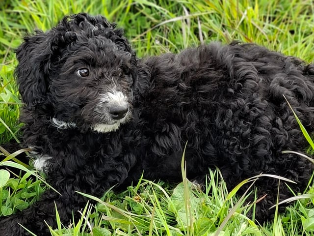 Bernedoodle