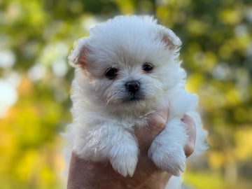 Pomchi · Vikbolandet · Bodil A.