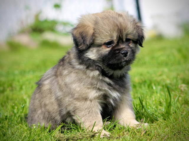 Tibetansk spaniel
