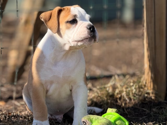 Continental Bulldog