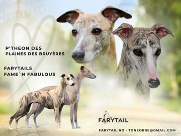 Whippet · Vestfossen · Farytail