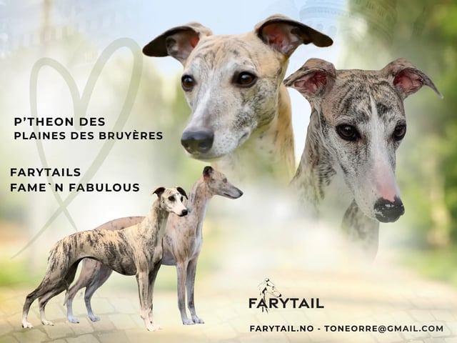 Whippet