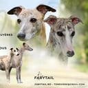 Whippet