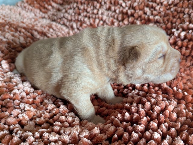 Shar pei