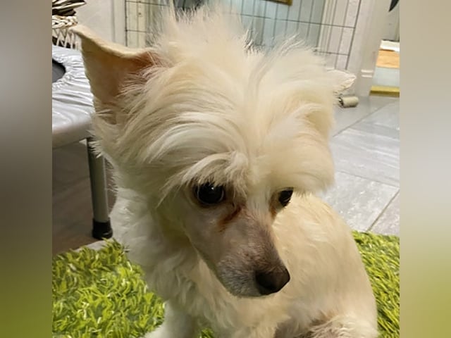 Chinese crested dog