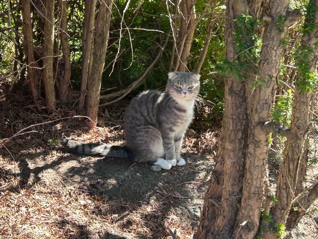 Scottish Fold