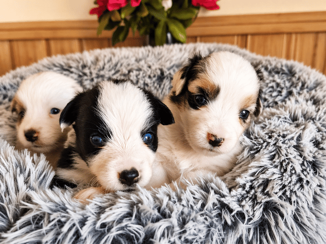 Miniature American Shepherd