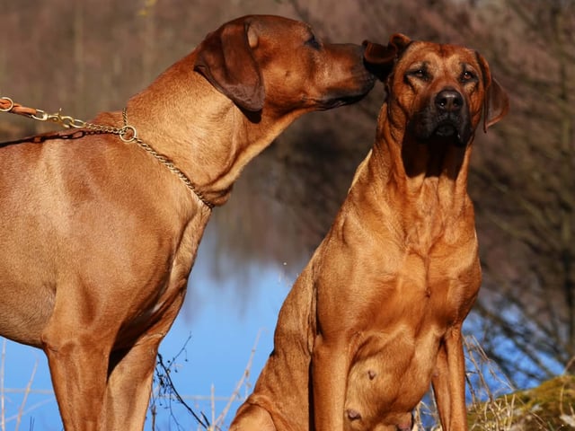 Rhodesian ridgeback