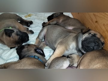 Boergarden boerboels