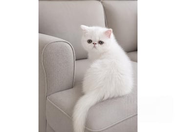 Exotic Shorthair · Munkfors · Marängos