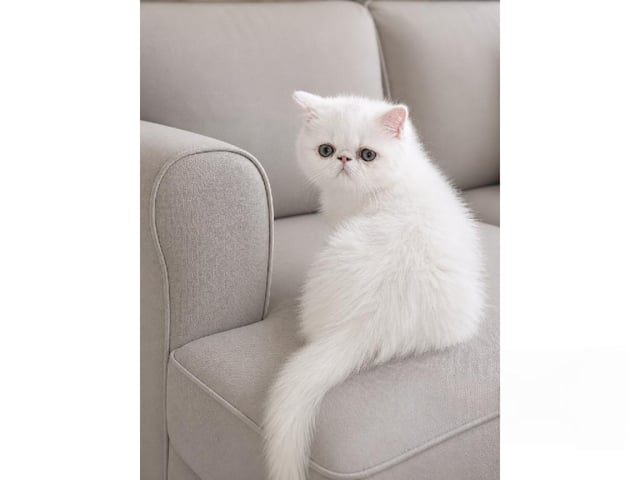 Exotic Shorthair