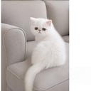 Exotic Shorthair