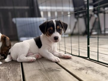 Dansk-svensk gårdhund · Vestnes · Marina Dragnes