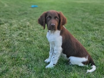 Kleiner Münsterländer · Köpingebro · Olof E.