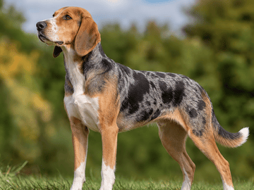 Norwegian Hound