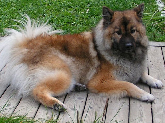 Eurasier