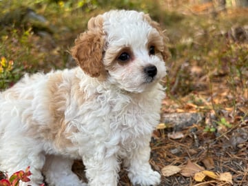 Cavapoo · Sala · Sallysshine
