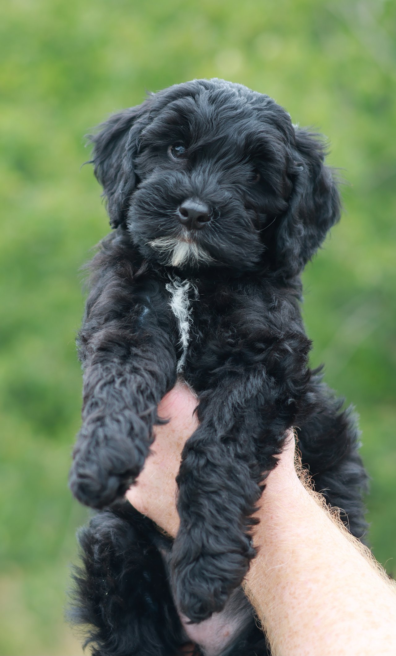 Temperament og personlighet