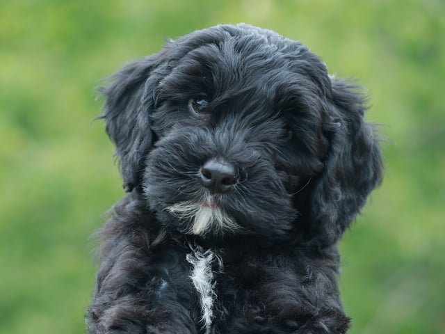 Bernedoodle