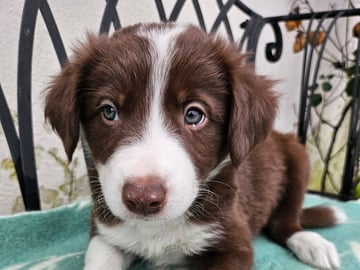 Ruckeltofta Gård