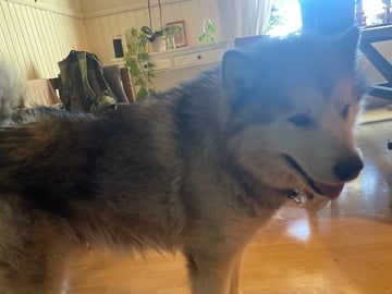 Alaskan malamute · Kvissleby · Lotta E.