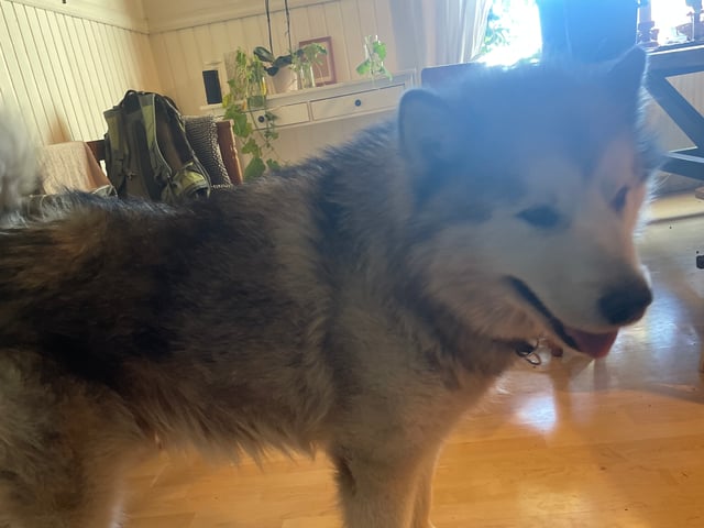 Alaskan malamute