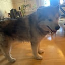 Alaskan malamute