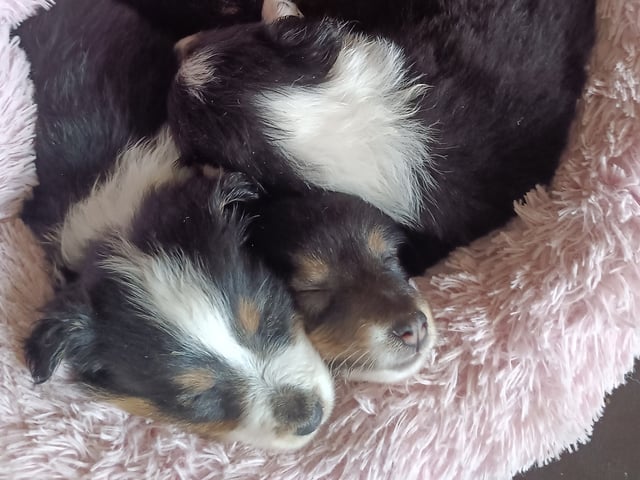 Shetland sheepdog