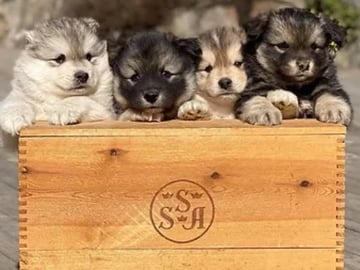 Samerajerna’s kennel