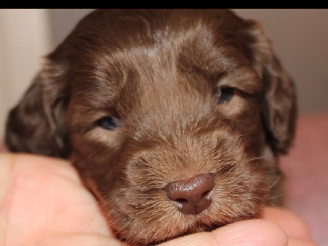 Dalkullas labradoodle