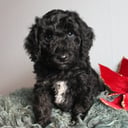 Aussiedoodle