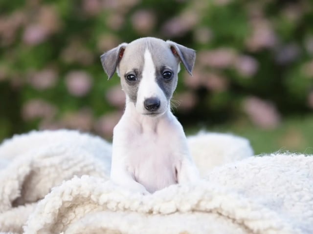 Whippet