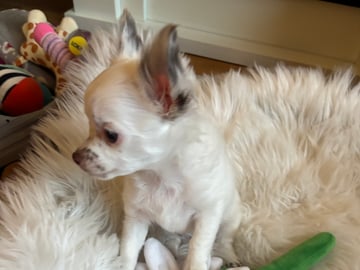 Chihuahua · Nacka · Andréa Fleischer
