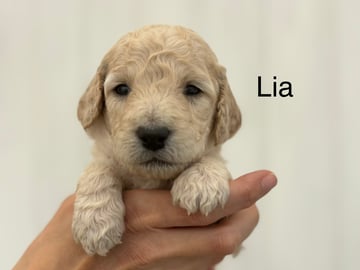 Lundatorpet