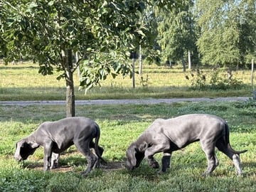 Great Dane (Grand danois) · Skara · Pond'z G. Dane