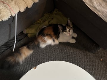Wikslynx