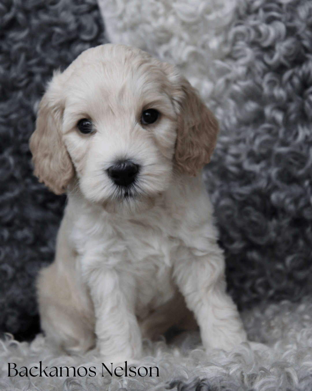 Backamos Labradoodle