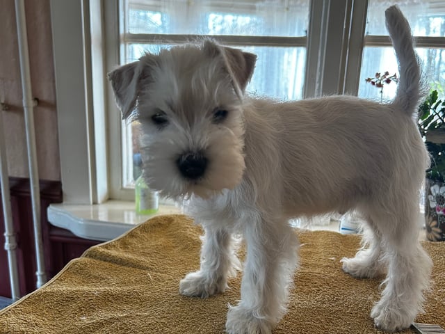Dværgschnauzer