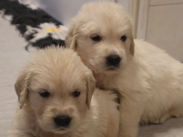 Golden retriever