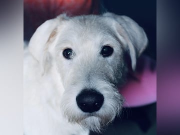 Smith Labradoodles