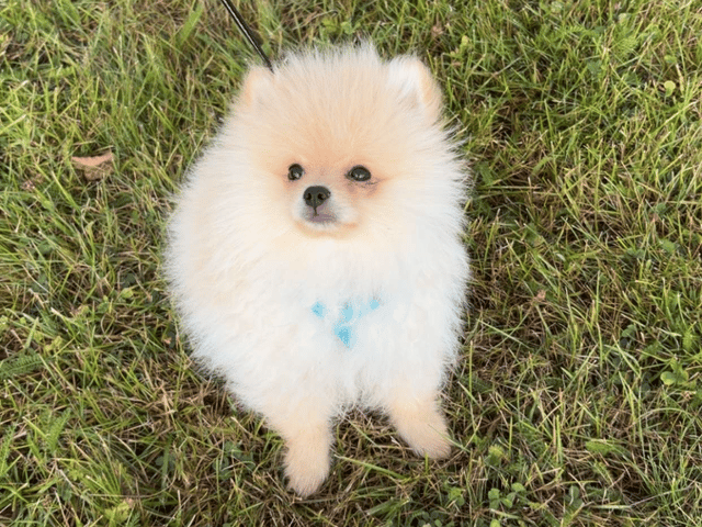 Pomeranian
