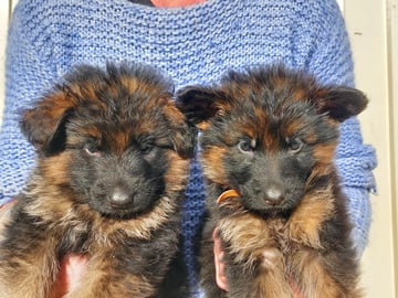 Schæferhund · Charlottenlund · Catharina Asphaug