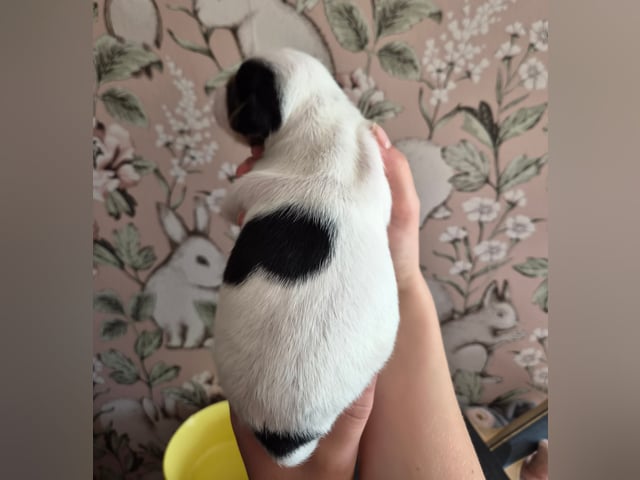 Dansk-svensk gårdhund · Båstad · Marinette Santesson