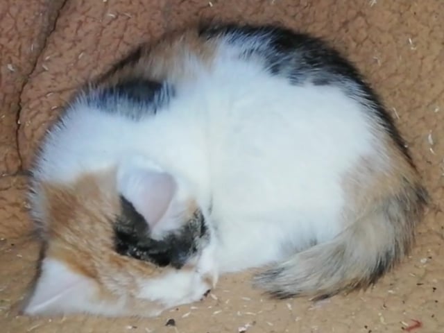 Kitten: Hona HalvSvans