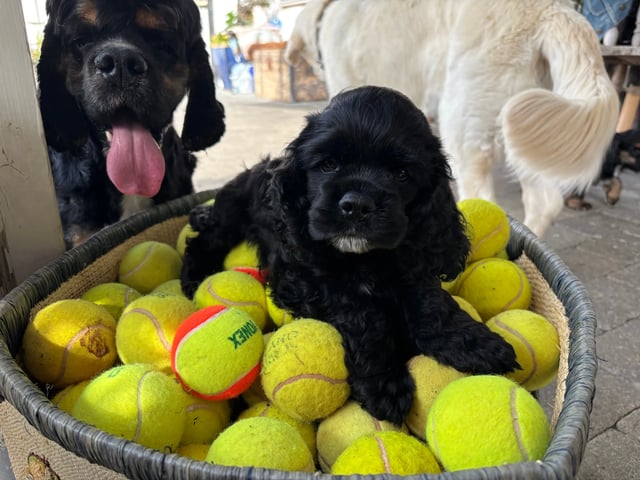 Amerikansk cocker spaniel