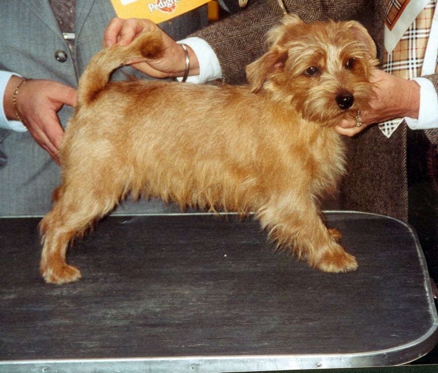Norfolk Terrier