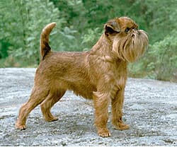 Griffon bruxellois